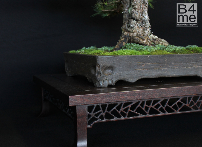 bonsai